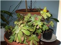 sedum
